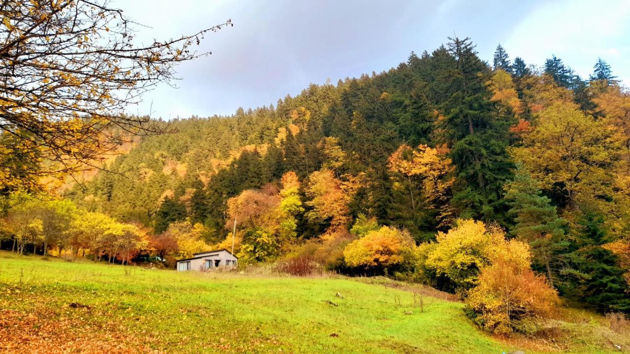 Cozy House In The Forest Borjomi Esterno foto